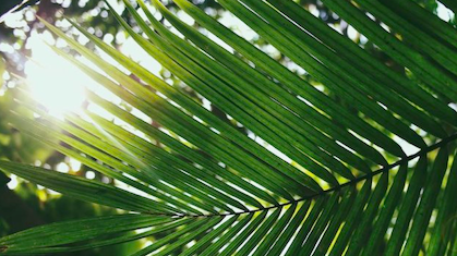 Palm background for slider