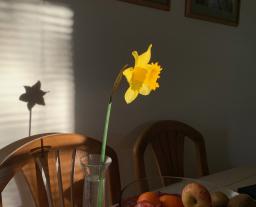Early spring daff